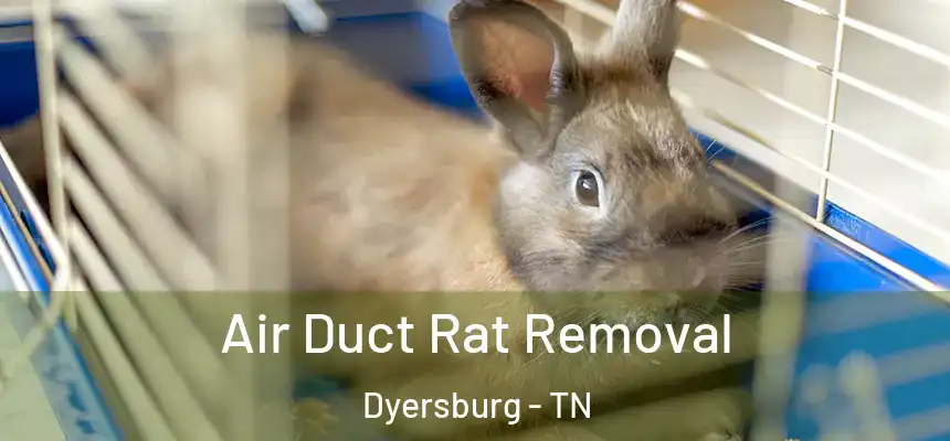  Air Duct Rat Removal Dyersburg - TN